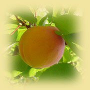 Apricots