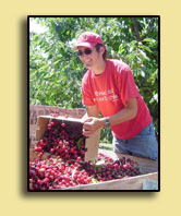 Cherries