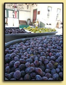 Plums