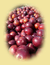 Pluots